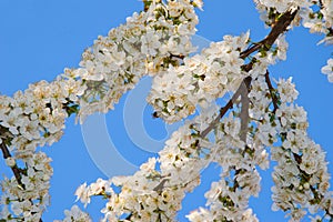 White spring flowers on a tree branch