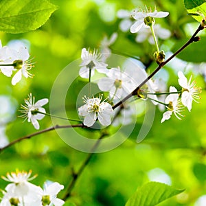 White spring flowers on tree brunch