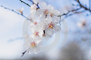 White spring flowers tree photo