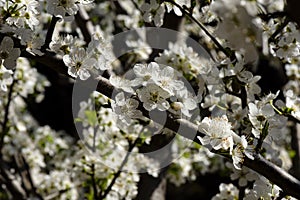 White spring flowers on trees