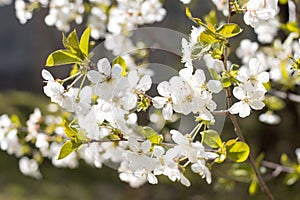 White spring flowers on trees in a park. White cherry flowers on tree branches.