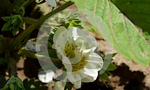 White spring flwers of strawberry.