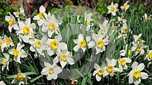 White spring garden narcissus flowers with red tulips springtime flower bed. Narcissus flower also known as daffodil, daffadowndil