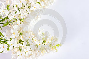 white spring lilac flowers lie on a white table