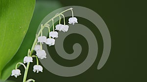 White spring lilly of the valley flower with drop of water on stigma. Convallaria majalis. Close up.