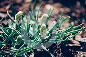 White spring muscari flower and green background