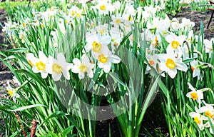 White spring narcissus flowers. Narcissus flower also known as daffodil, daffadowndilly, narcissus