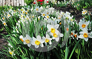 White spring narcissus flowers. Narcissus flower also known as daffodil, daffadowndilly, narcissus, and jonquil.