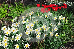 White spring narcissus flowers with red tulips flower bed. Narcissus flower also known as daffodil, daffadowndilly