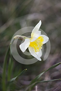 White narcisus flower.