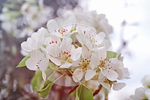 White spring pear blossoms.Fresh spring background on outdoor nature.Beautiful white spring flowers blossom pear tree