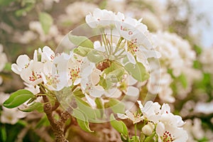 White spring pear blossoms.Fresh spring background on outdoor nature.Beautiful white spring flowers blossom pear tree