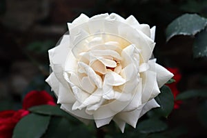 White spring rose fully bloomed