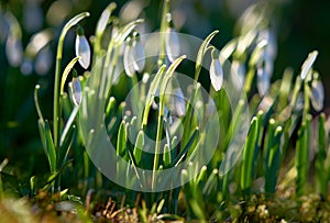 White Spring Snowdrops