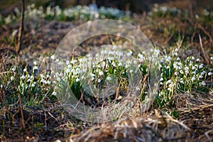 White spring snowflake flowers leucojum vernum, springtime bac