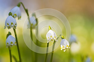 White Spring snowflake flowers, TLeucojum vernum, blooming