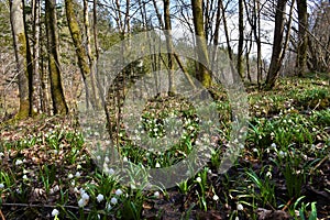 White spring snowflake (Leucojum vernum) flowers