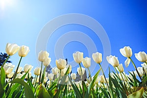 White spring tulips in a flower garden on a sunny day against a blue sky