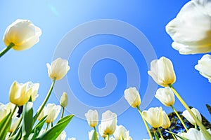 White spring tulips in a flower garden on a sunny day against a blue sky