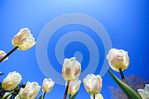 White spring tulips in a flower garden on a sunny day against a blue sky