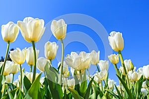 White spring tulips in a flower garden on a sunny day against a blue sky