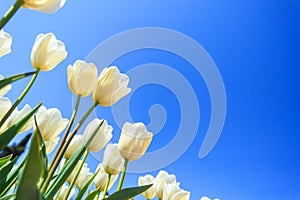 White spring tulips in a flower garden on a sunny day against a blue sky