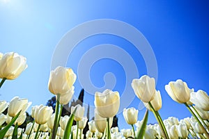 White spring tulips in a flower garden on a sunny day against a blue sky