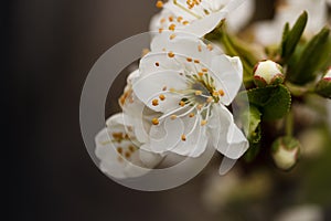 White springtime fruit tree flowers and flower buds