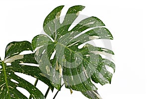 White sprinkled leaf of rare variegated tropical `Monstera Deliciosa Thai Constellation` houseplant on white background