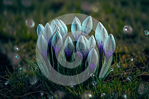 White sprouting crocus flowers covered in water droplets in spring. Generative ai illustration.