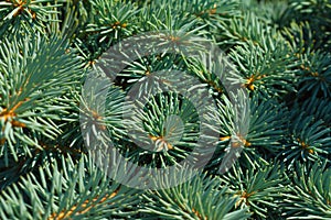 White spruce