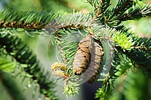 White Spruce Cones - Picea glauca