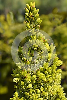 White spruce J.W. Daisys White