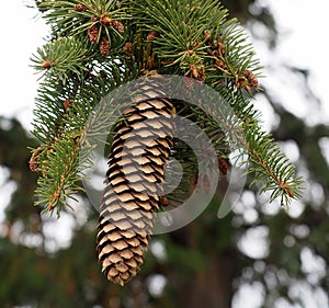 White Spruce Or Picea Abies With Cones