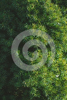 A white spruce with the sun shining brightly