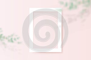 White square empty picture frame with Tree branch on Peach pastel color wall. 3d Vector illustration