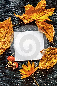 White square leaf on the background of a knitted brown textile background, dry yellow leaves, red wild rose berries, orange flower