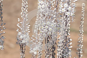 White Squill flowers