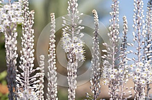White Squill flowers photo