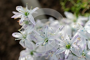 White squill or Scilla Mischtschenkoana flowers in Saint Gallen in Switzerland