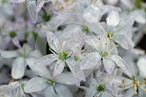 White squill or Scilla Mischtschenkoana flowers in Saint Gallen in Switzerland