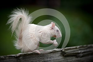 White squirrel