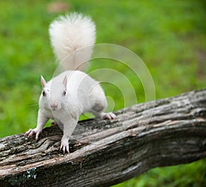 White squirrel