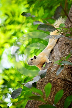 The white Squirrel