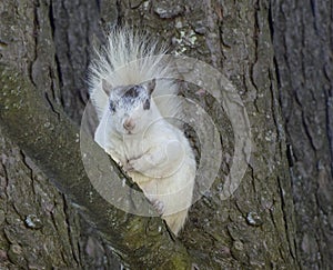 White Squirrel