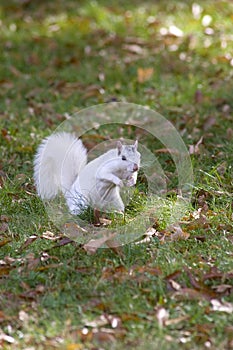 White Squirrel, Brevard, NC