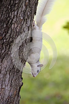 White Squirrel, Brevard, NC