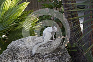 White squirrel in central Florida