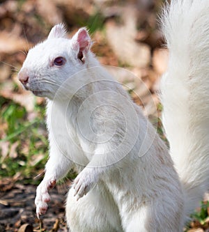 White Squirrel Close By