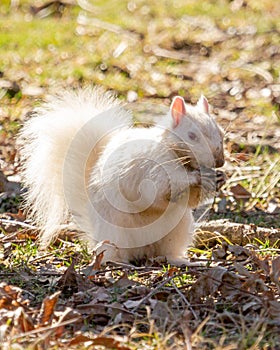 White Squirrel Digging in Mud for Stored Nuts